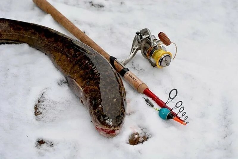 мормышка на налима. зимняя снасть на налима. оснастка на налима зимой. оснастка на налима зимой. стукалка погремушка на налима.