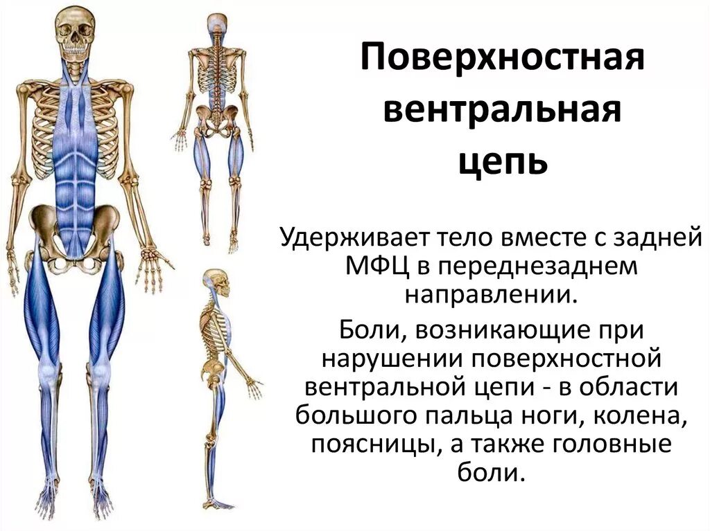 Варикозное расширение вен нижних конечностей, тромбофлебит. Поверхностная женщина это. Поверхностная женщина это. Сильная женщина. Поверхностная женщина это.