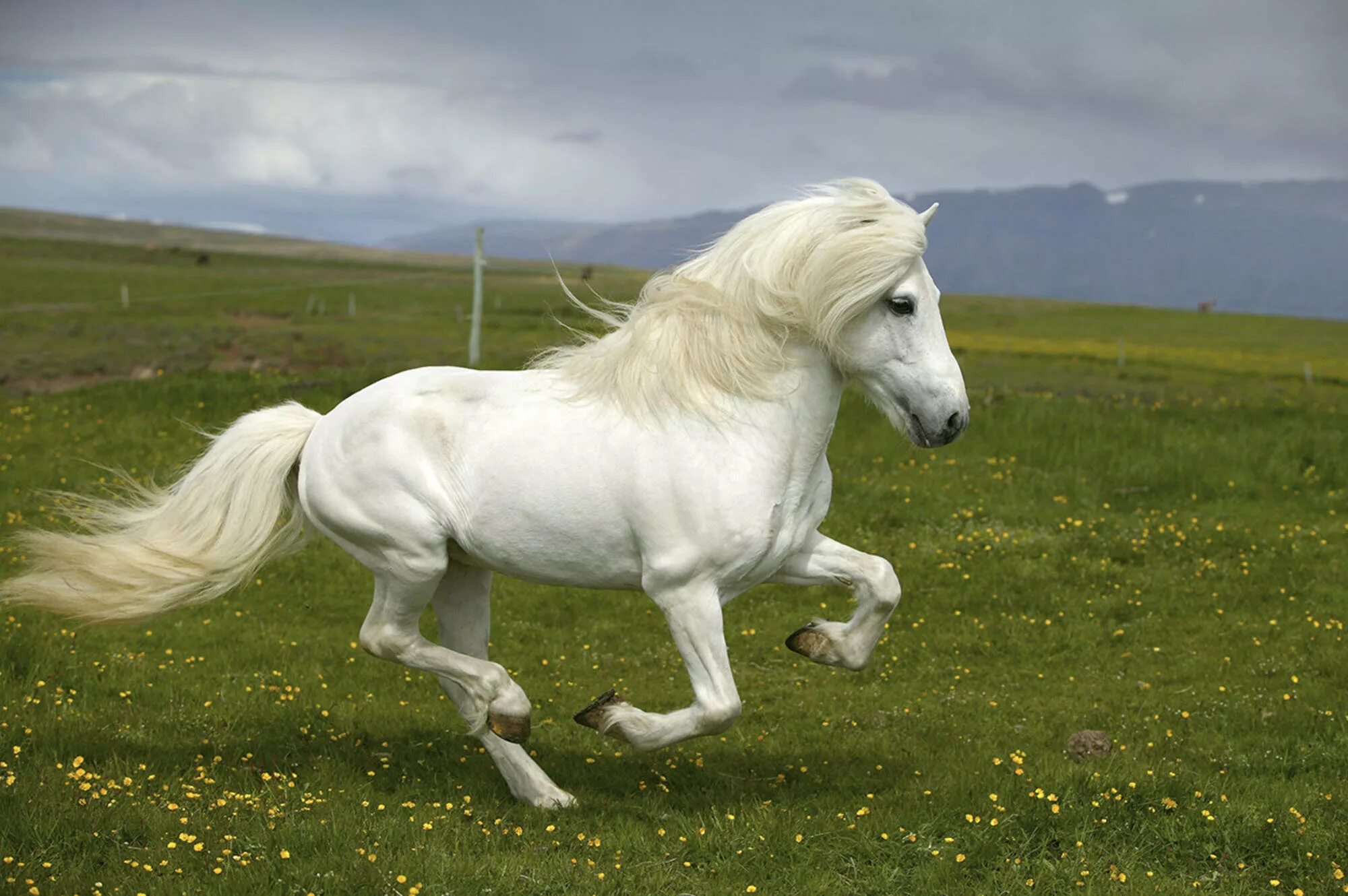 Лошадки настоящие. Исландия порода лошадей. Фризская Аппалуза. Лошадь породы пони Коннемара. Исландская порода лошадей.