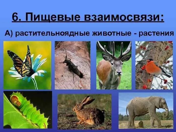 Растительноядные животные. Животные которые питаются растительной пищей. Растительноядные животные. Растительноядные животные. Примеры травоядных животных.