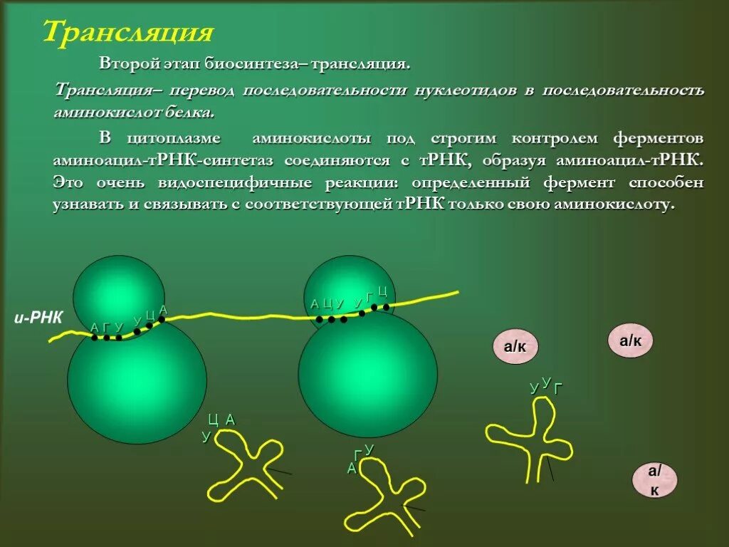 Первый этап биосинтеза. Биосинтез белка 10 класс биология. Трансляция этапы синтеза белка. Трансляция биология Синтез белка. Биосинтез белка этапы биология 10 класс.