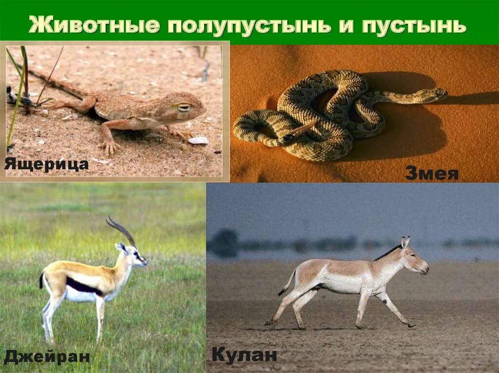 Какие животные и растения обитают в пустыне. Животные мир пустыни и полупустыни в России. Животный мир пустынь и полупустынь. Животный мипустыни и полупустыни. Типичные животные пустынь и полупустынь в России.