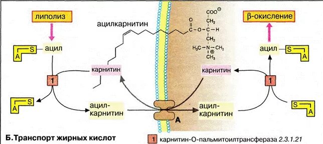 Процесс липолиза. Карнитин челночный механизм биохимия. Схема липолиза биохимия. Синтез карнитина биохимия. Карнитин схема метаболического пути.