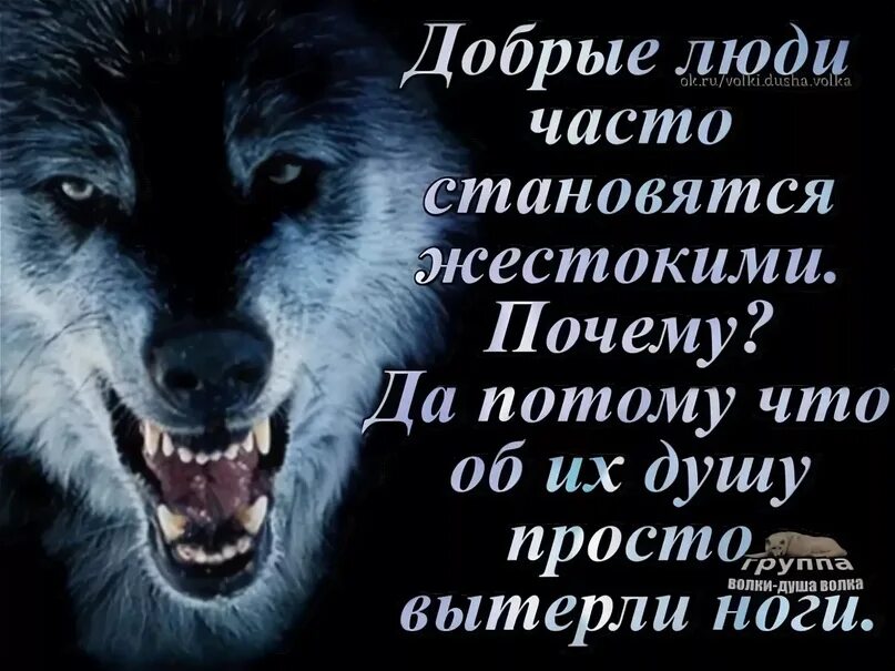 Цитаты про Волков и людей. Статусы про Волков со смыслом. Цитаты про Волков со смыслом. Статусы с волками.