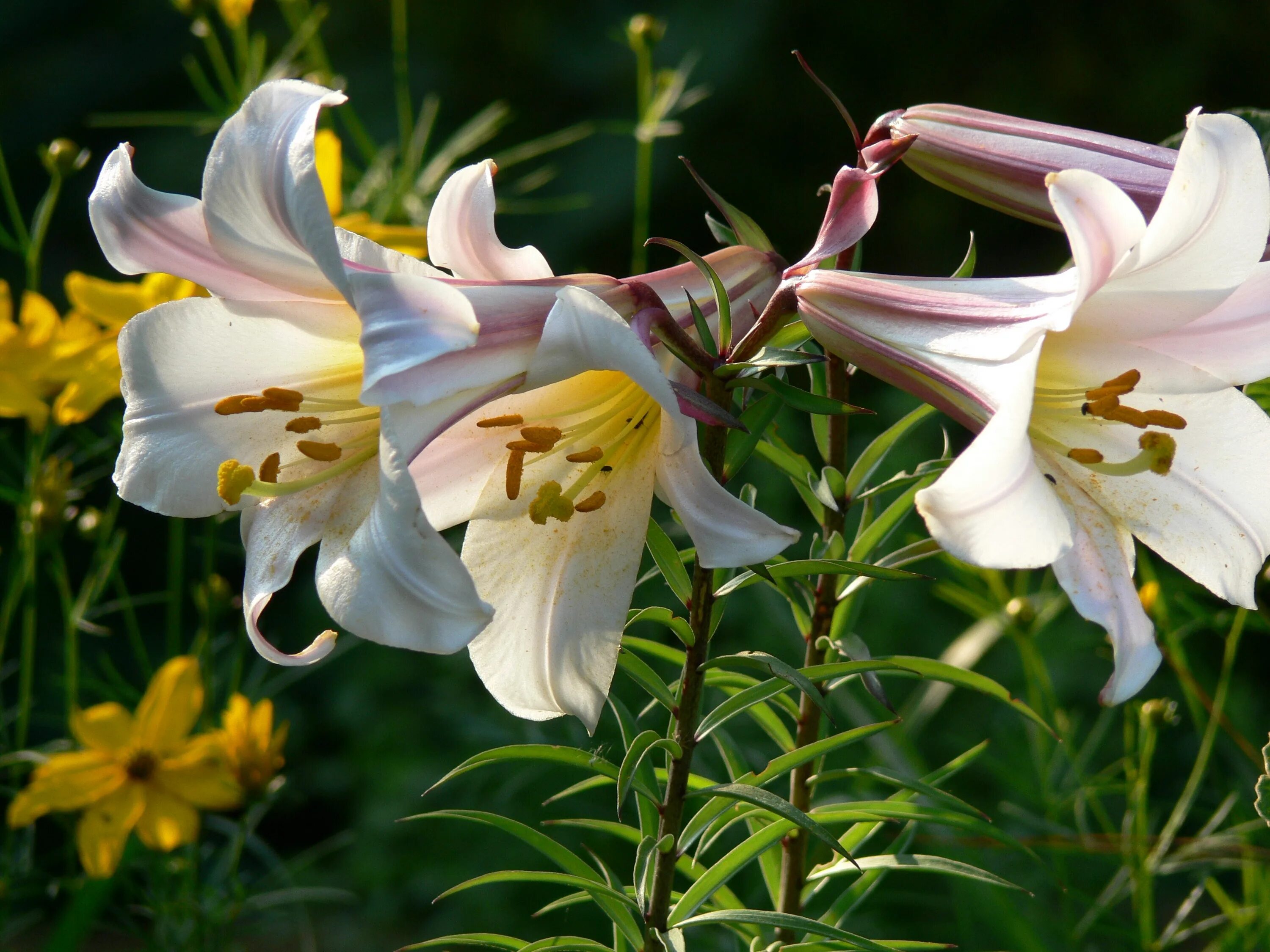 лилия трубчитая африкан квилиб. лилии трубчатые фото описания. лилия регале альбум. лилии трубчатые фото описания. лилия регалия белая трубчатая.