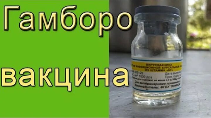 Вакцина от Гамборо для цыплят. Вакцина Гамборо для цыплят бройлеров. Вакцинация болезнь Гамборо. Вакцина против болезни Гамборо.