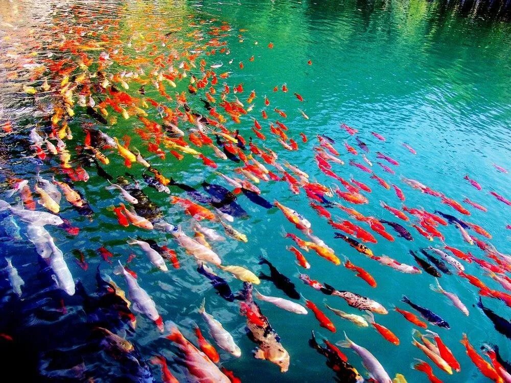 Видеть много рыб в прозрачной воде. Яркие рыбки. Разноцветные рыбы. Яркие краски природы. Рыбки кои в пруду.