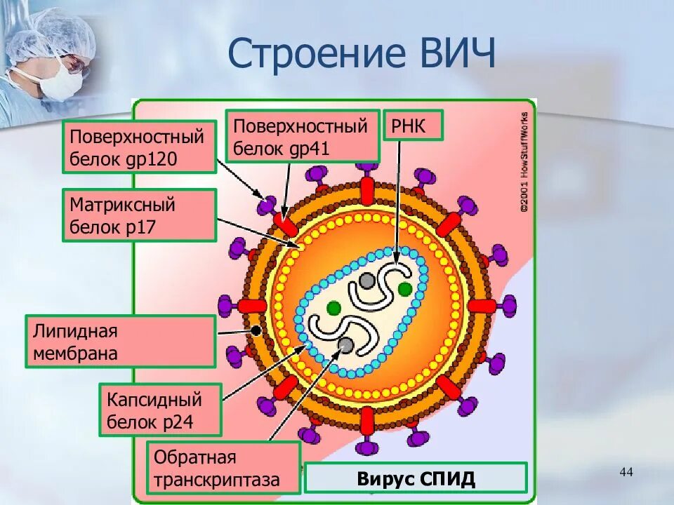 Схема строения вируса вич. Строение вич вируса схема. вирус иммунодефицита человека строение. строение клетки вируса вич. структура вируса вич.