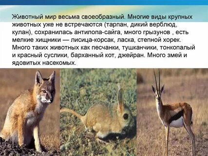 Животные и растения казахстана