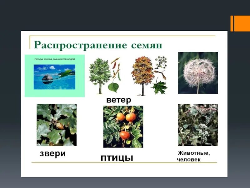 Размножение семян ветром. Распространение плодов и семян. Способы распространения семян. Распространение семян у растений.