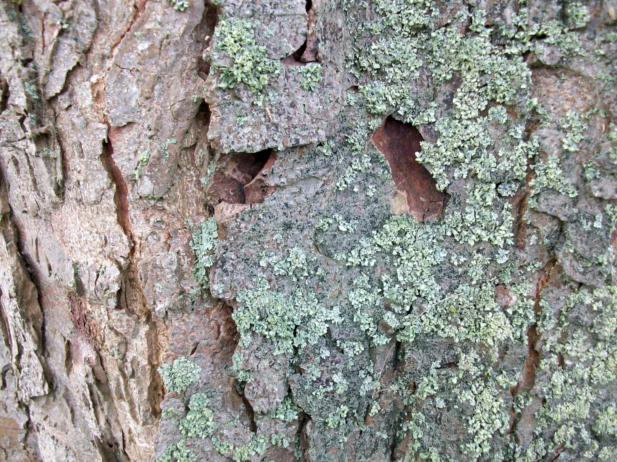 Лишайник на коре сосны. Лишайник lichenes. Корковые лишайники. Лишайник на коре дерева