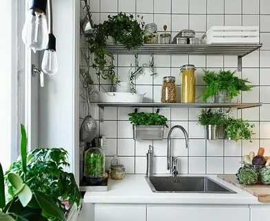 Цветы для кухни