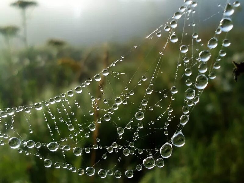 Роса туман. Утренняя роса. Мокрая зелень. Утренняя роса на траве. Капли росы.