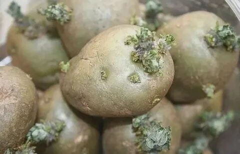 Посадку клубней картофеля