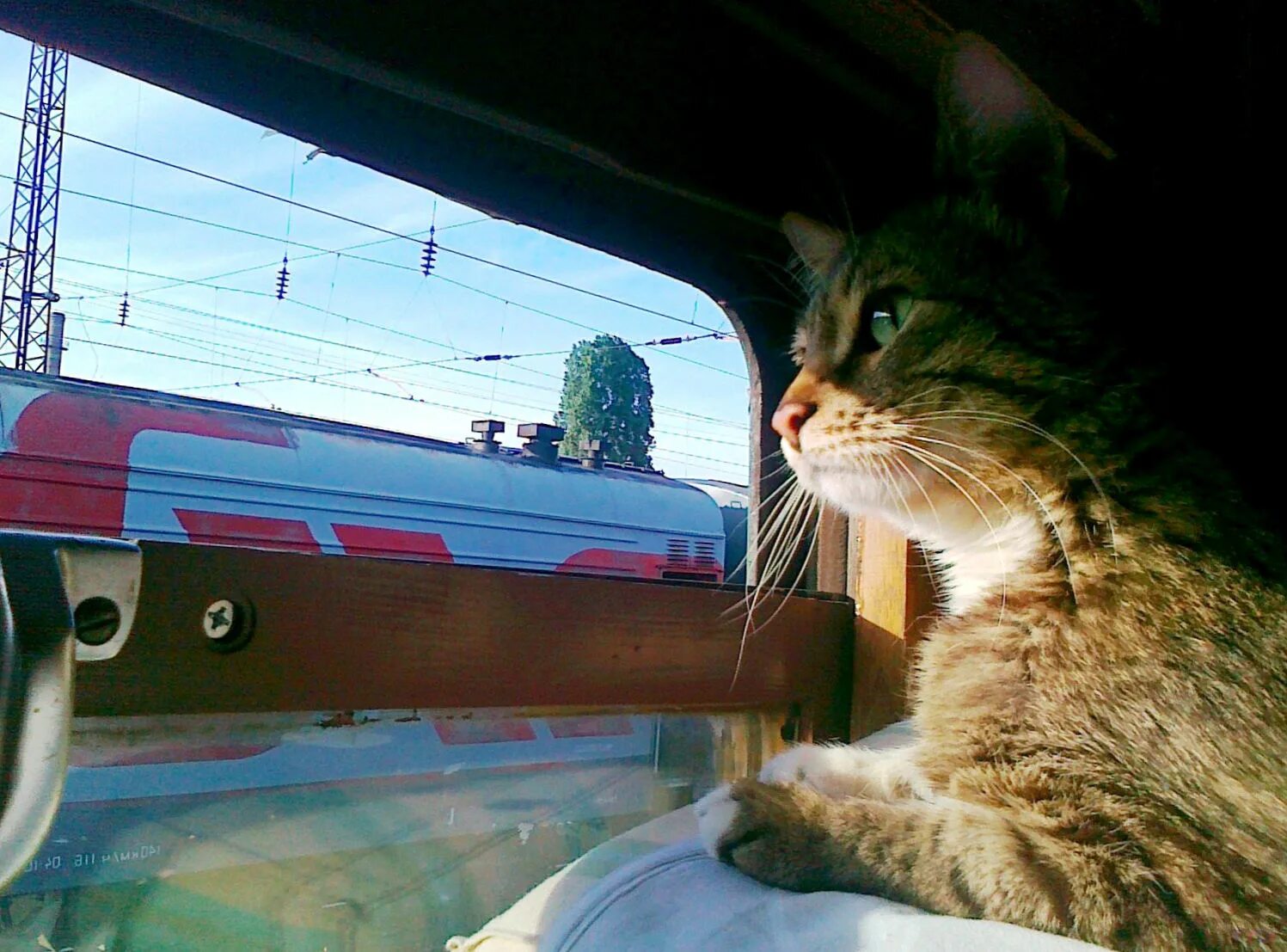 Скорый поезд догонит. Кот в поезде. Кот в электричке. Кот едет в поезде. Кот в плацкарте.