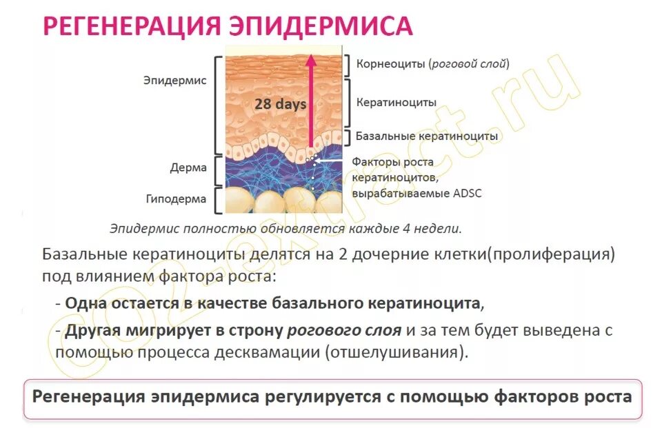 Как восстанавливается кожа. Регенерация эпидермиса кожи. Физиологическая регенерация эпидермиса. Слои эпидермиса кожи. Степени регенерации кожи.