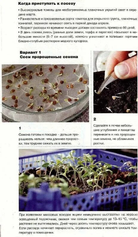 Высадка семян томатов на рассаду. Посеять семена томатов. Проращивание семян томатов. Замоченные семена. Замачивают ли семена помидор на рассаду