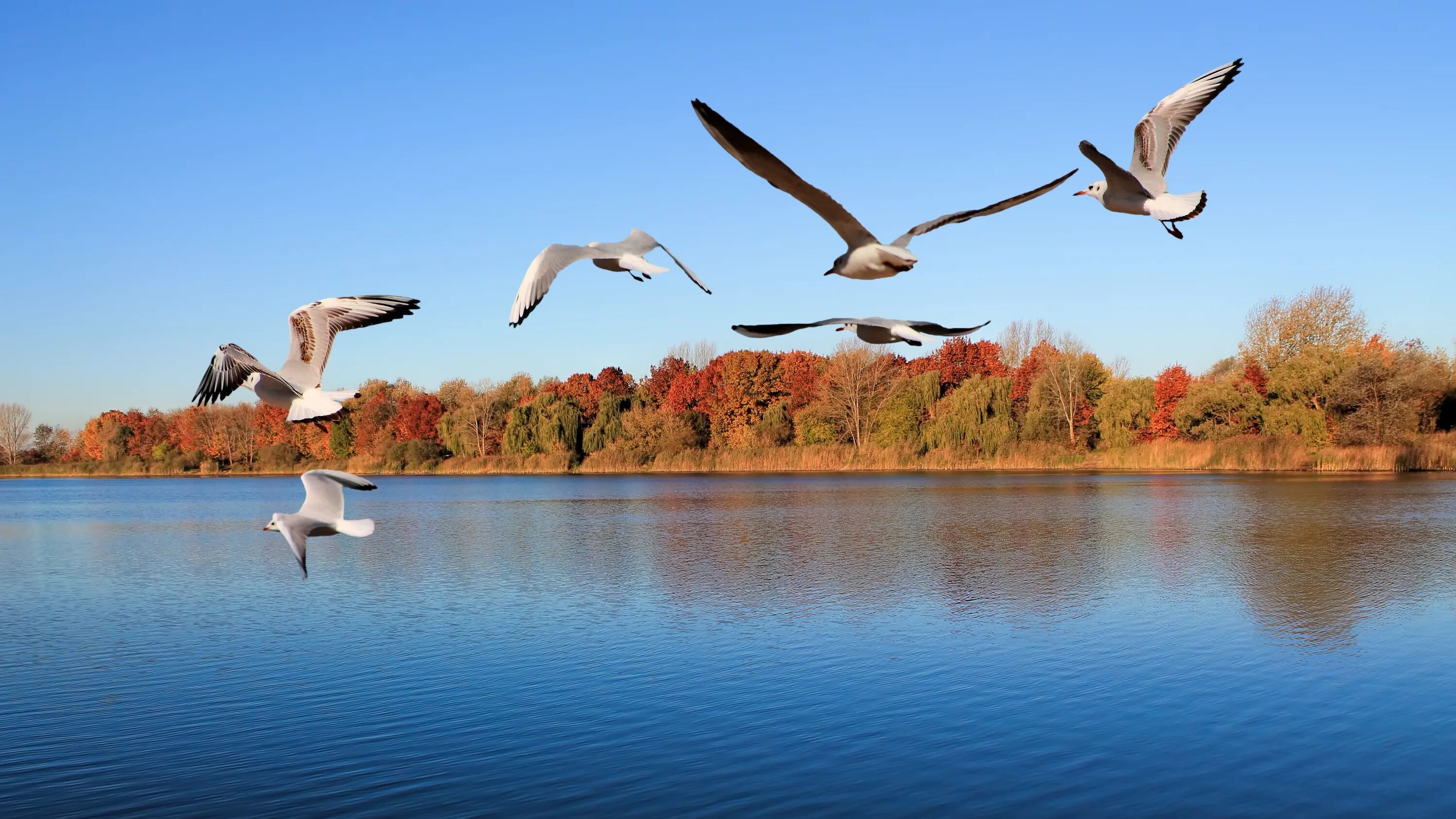 Птицы над озером. Лебеди над озером. Птицы на озере. Птицы осенью. Журавли усталые