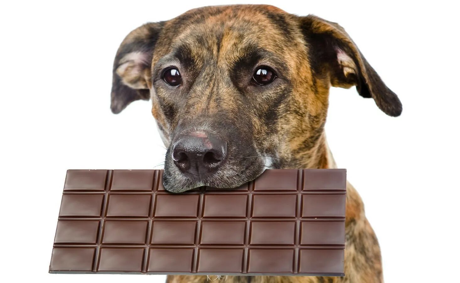 Почему собаке сладкое. Шоколад для собак. Собака ест шоколад. Собака шоколадка. Шоколад и животные.