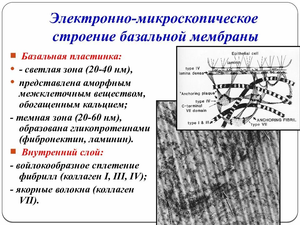 Электронно плотный