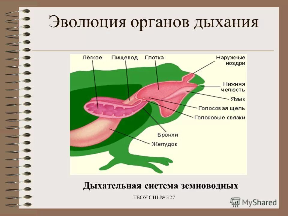 особенности дыхательной системы земноводных. особенности дыхательной системы земноводных. дыхательная система земноводных. строение дыхательной системы лягушки. дыхательная система амфибий схема.