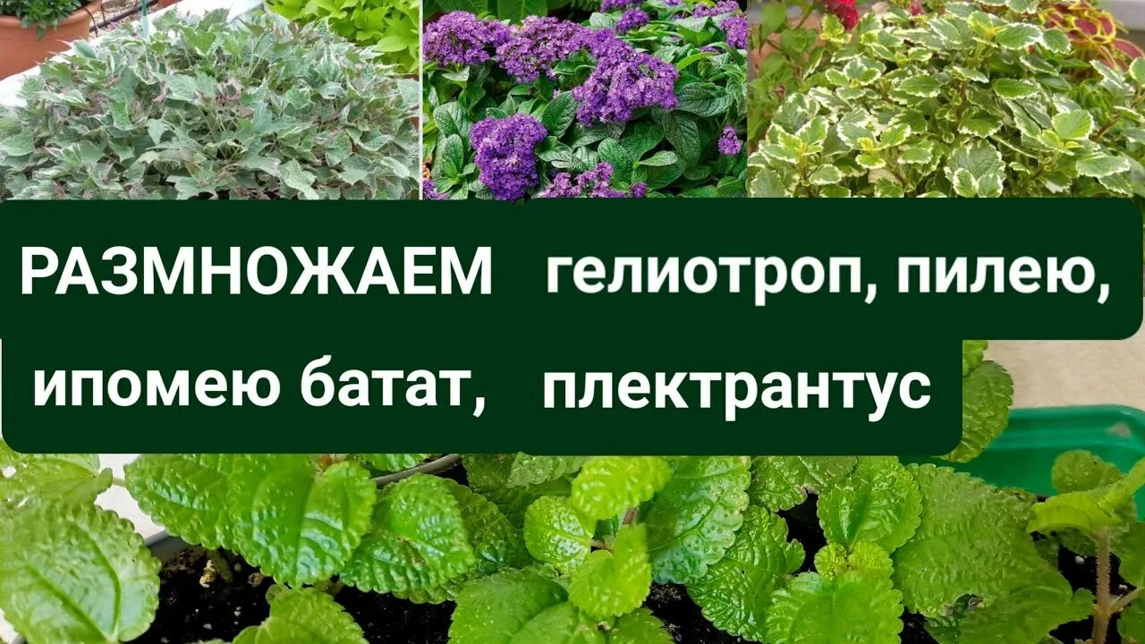 Плектрантус размножение. Плектрантус черенкование. цветок плектрантус размножение. плектрантус краснеющий размножение. плектрантус размножение черенками.