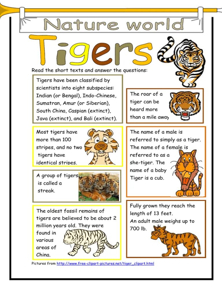 Tiger перевести на русский. Facts about tigers. Tiger перевести на русский. Russian animals in danger на английском. Тигр для презентации.