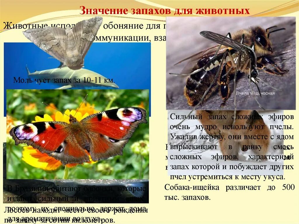 Что означает воняет. Значение запахов для животных. Влияние запахов на животных. Значение запахов в жизни животных и человека. Презентация на тему мир запахов.