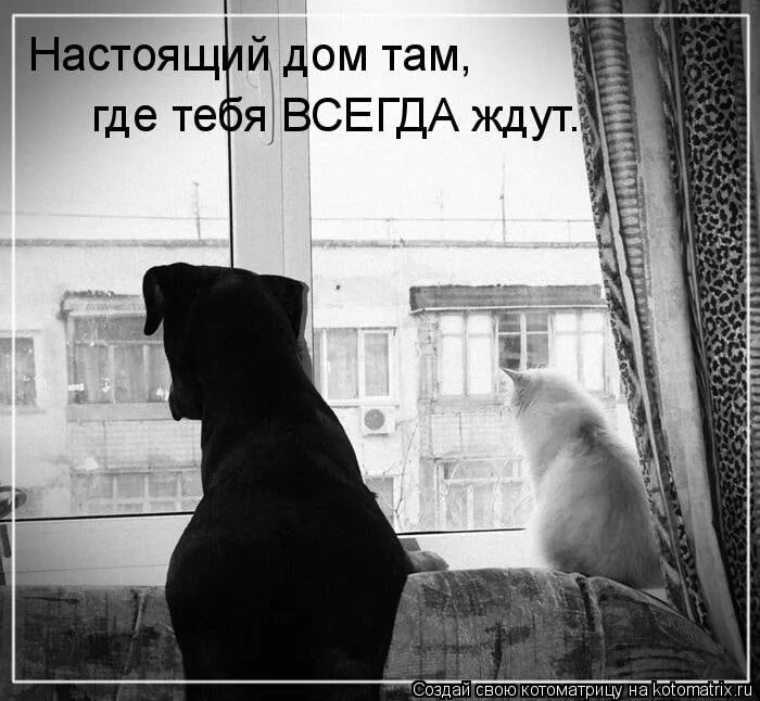Я там живу я лучше всех. Ждущие животные. Собака ждет хозяина. Собака ждет смешно. Картинка хорошо там где тебя ждут.