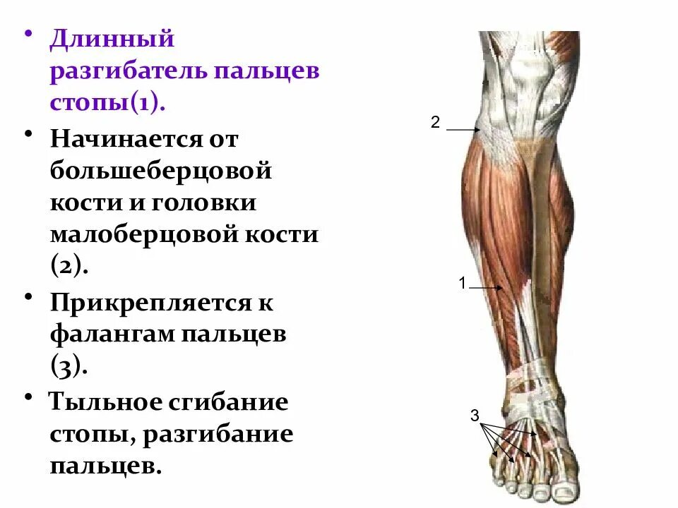 Работа мышцы стопы. Длинный разгибатель пальцев мышца голени. сухожилия длинных разгибателей стопы. мышцы разгибатели длинного пальца стопы. длинный разгибатель пальцев ноги.