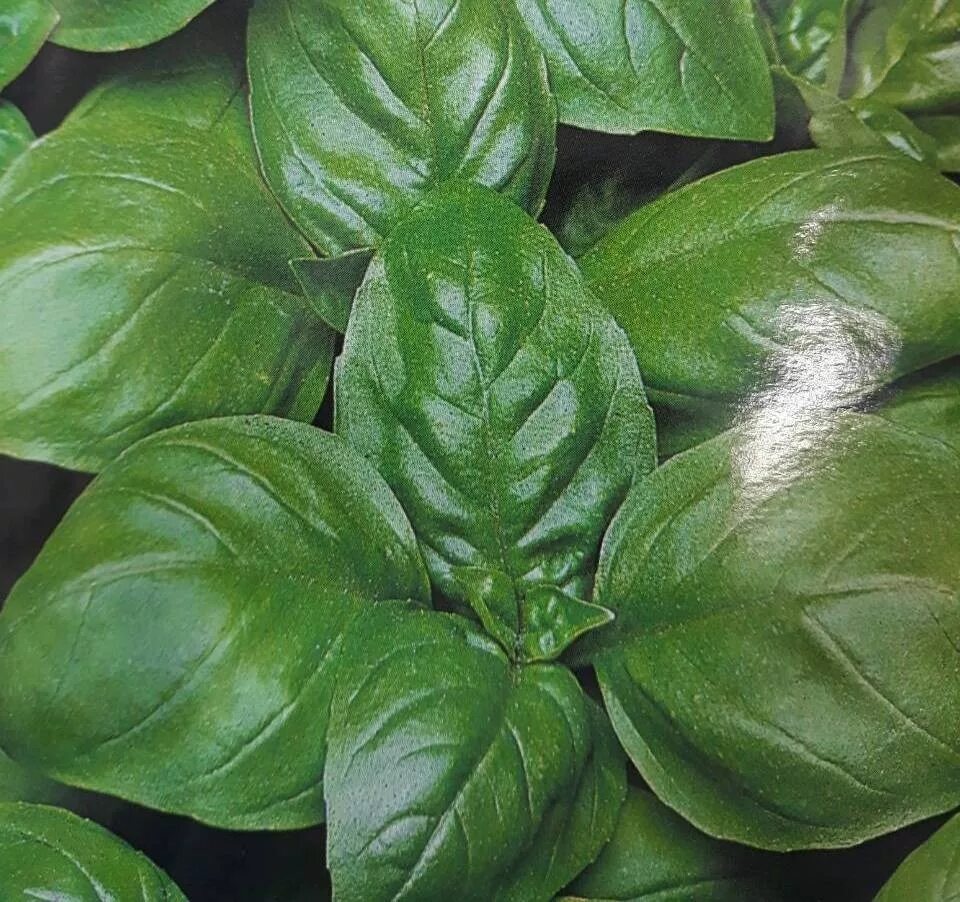 Семена седек базилик смесь. Базилик лучшие сорта. Мелколистный базилик «шалун». Базилик бархатисто-черный. Базилик ложковидный.