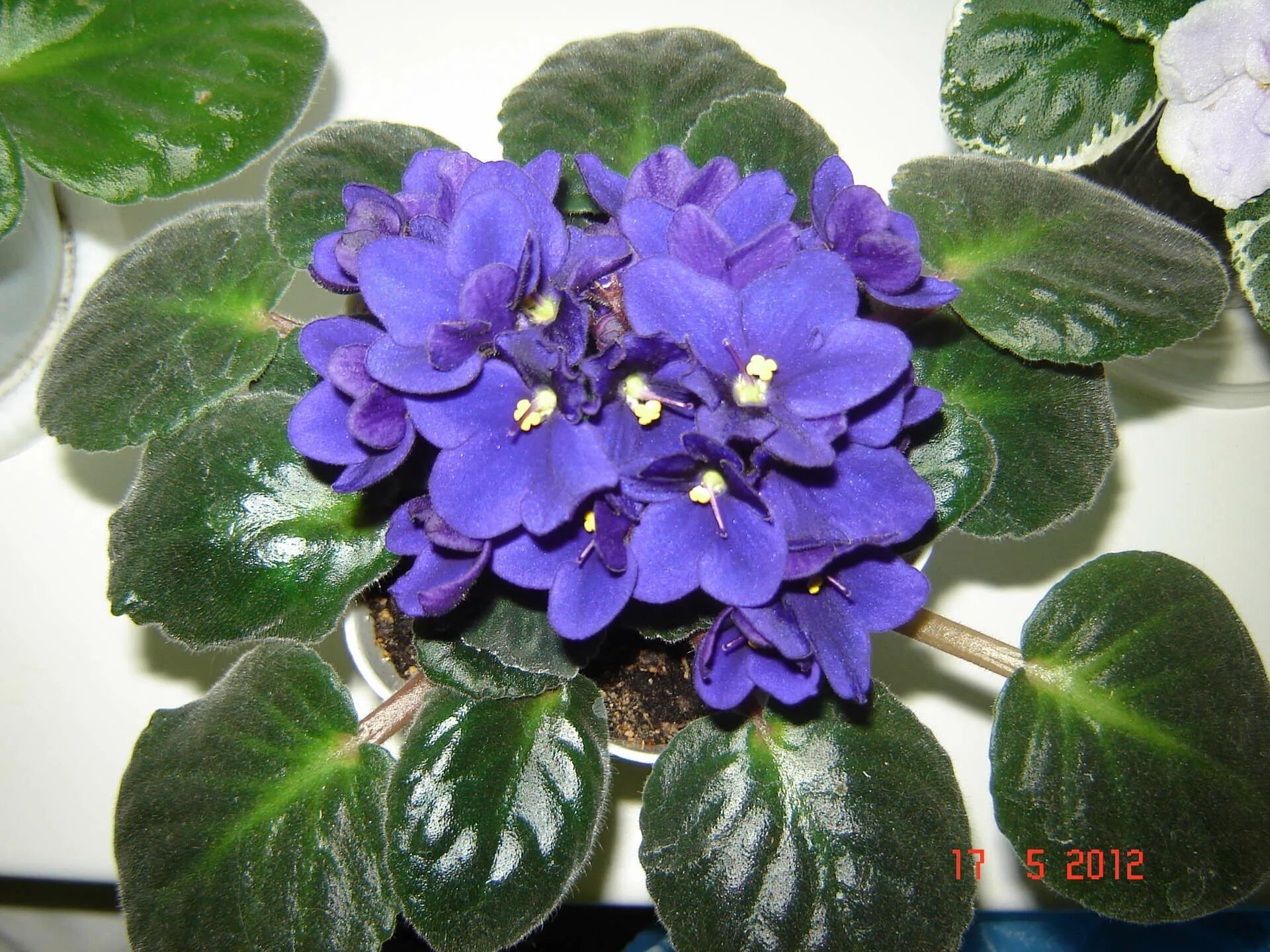 Сенполия кураж. Фиалка d12. Фиалка 18. Фиалка луковая. Голубая узамбарская фиалка.