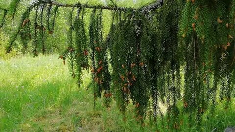 Народное название ели