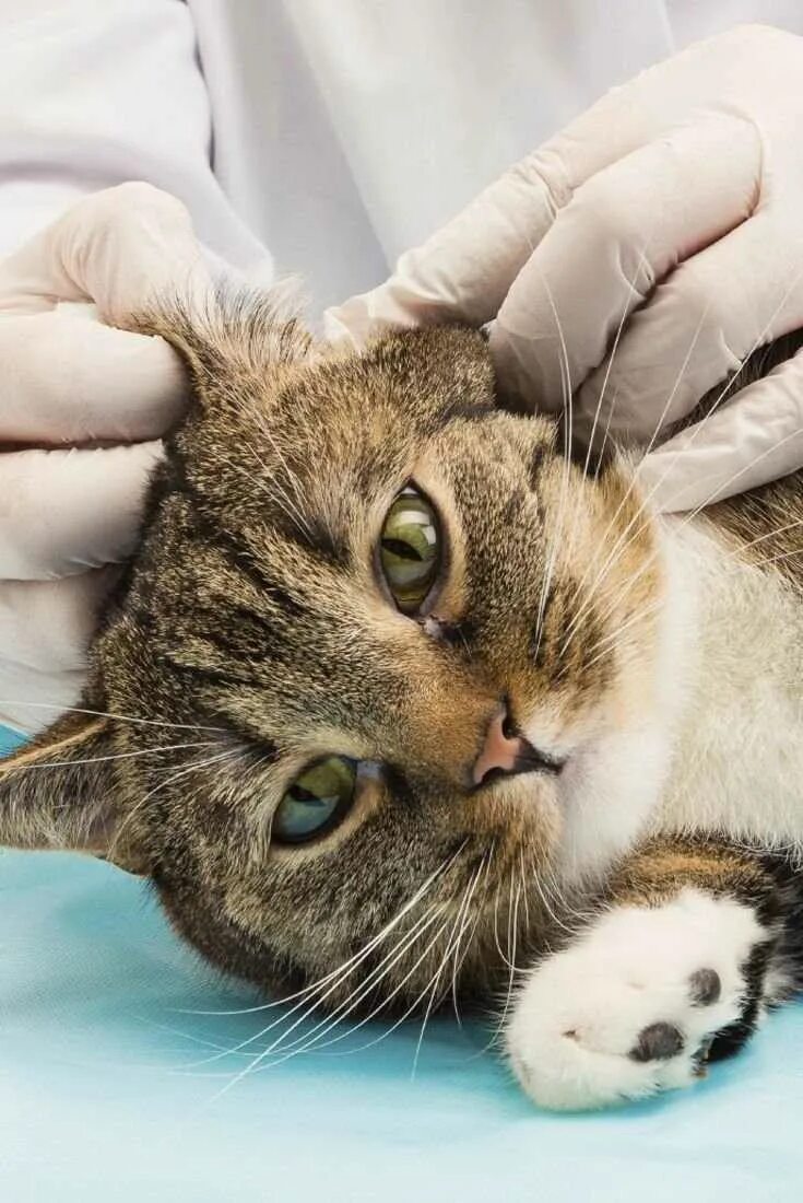 Как почистить уши котенку. Как почистить уши котенку