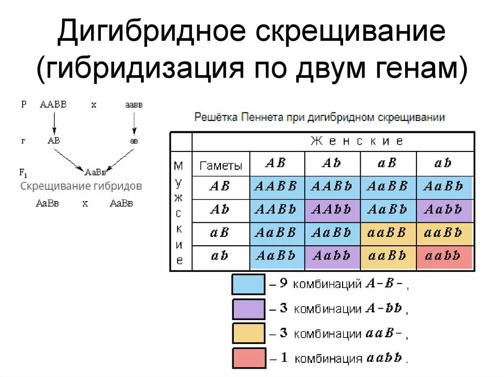 Запишем соотношение генотипов и фенотипов. Анализирующее дигибридное скрещивание расщепление. Задачи на дигибридное скрещивание кровь. Дигибридное скрещивание фенотипическое расщепление. Схема скрещивания анализирующего скрещивания дигибридное.