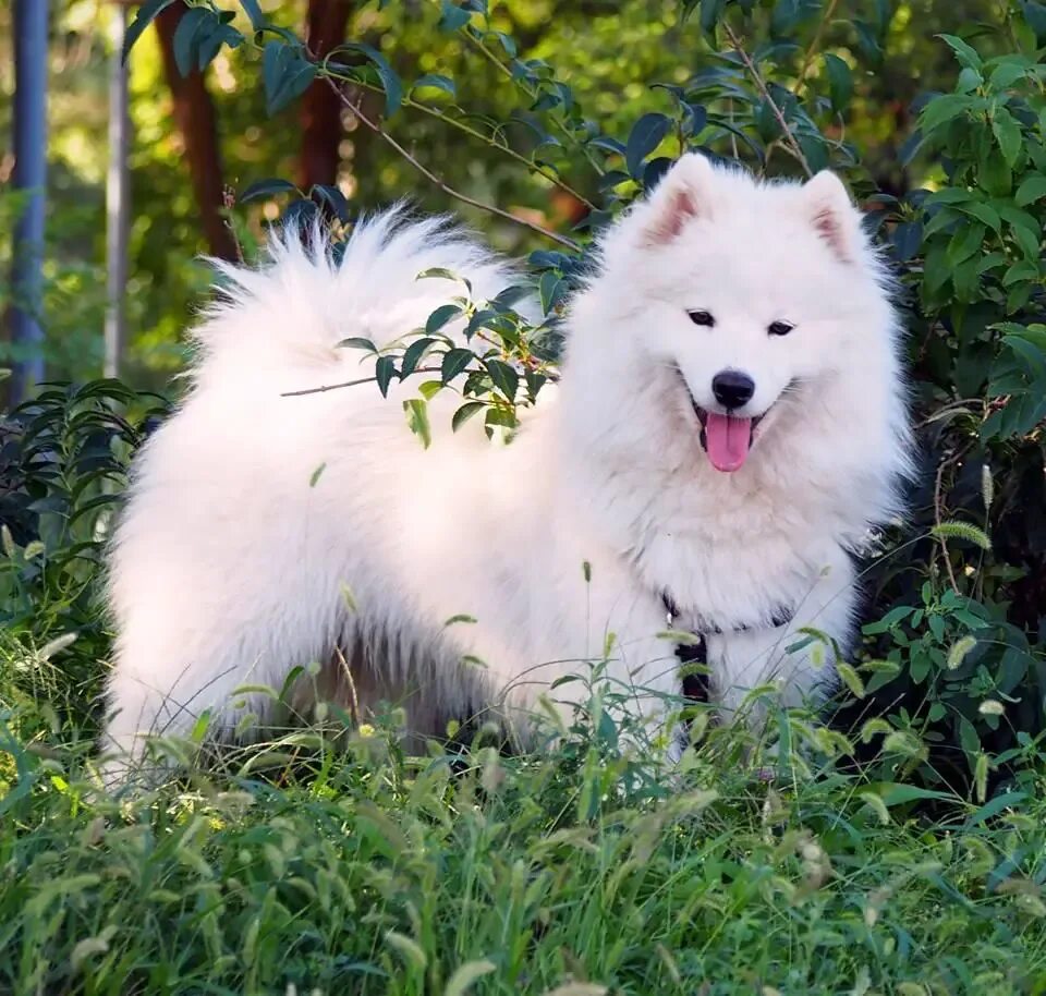 щенки шерстистые самоед. авито собака самоед. лайка собака белая цена в саранске. самоед щенок. аляскинский маламут и самоед.