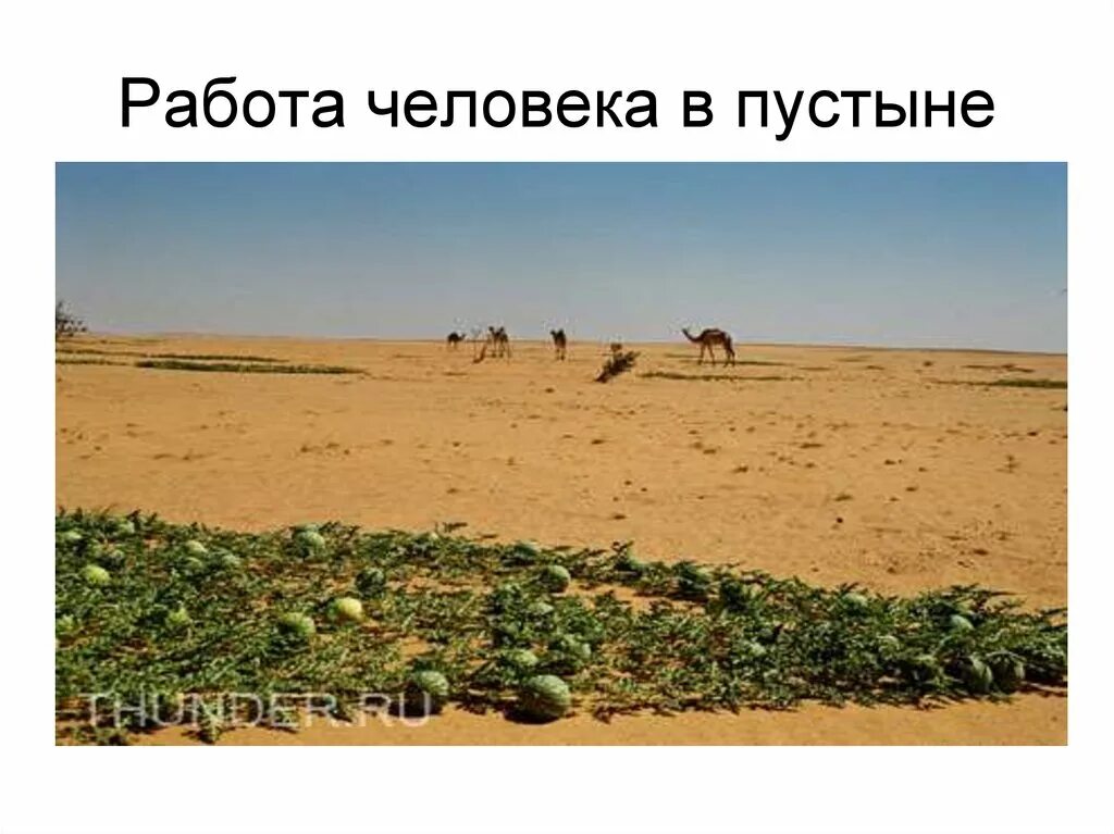Жизнь и быт пустыни. Деятельность в пустыне. занятия людей пустыни. деятельность человека в пустыне. занятия людей в пустыне россии.