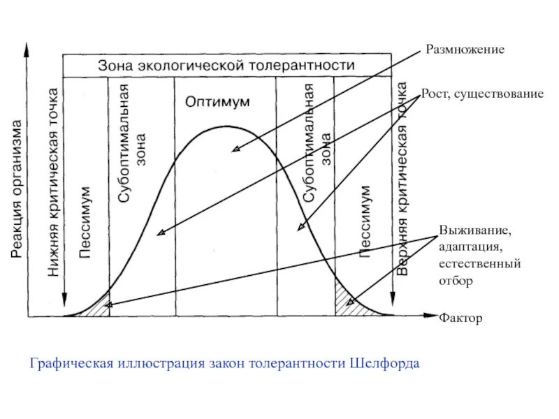 Закон экологического оптимума Шелфорда. Закон оптимума закон толерантности Шелфорда. Закон лимитирующих факторов Шелфорда. Закон толерантности в экологии. Рост толерантности пав