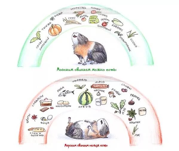 Чем можно кормить морскую. Рацион морской свинки. Рацион питания морской свинки таблица. Что можно и нельзя морским свинкам таблица. Что можно кормить морскую свинку.