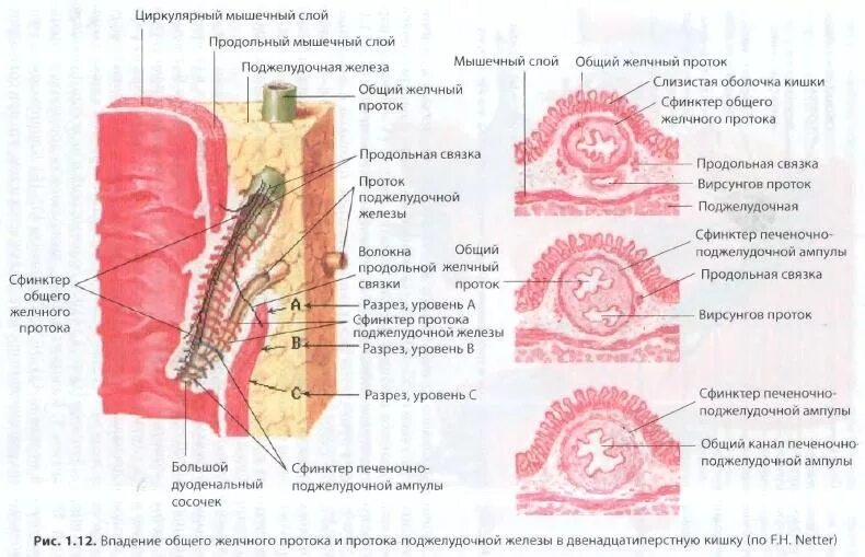 Складки слизистой продольно