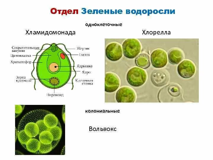 Одноклеточные зеленые водоросли хлорелла. Зеленые водоросли хлореллы строение. Отдел зеленые водоросли вольвокс. Характеристика одноклеточных зеленых водорослей. Хлорелла группа организмов