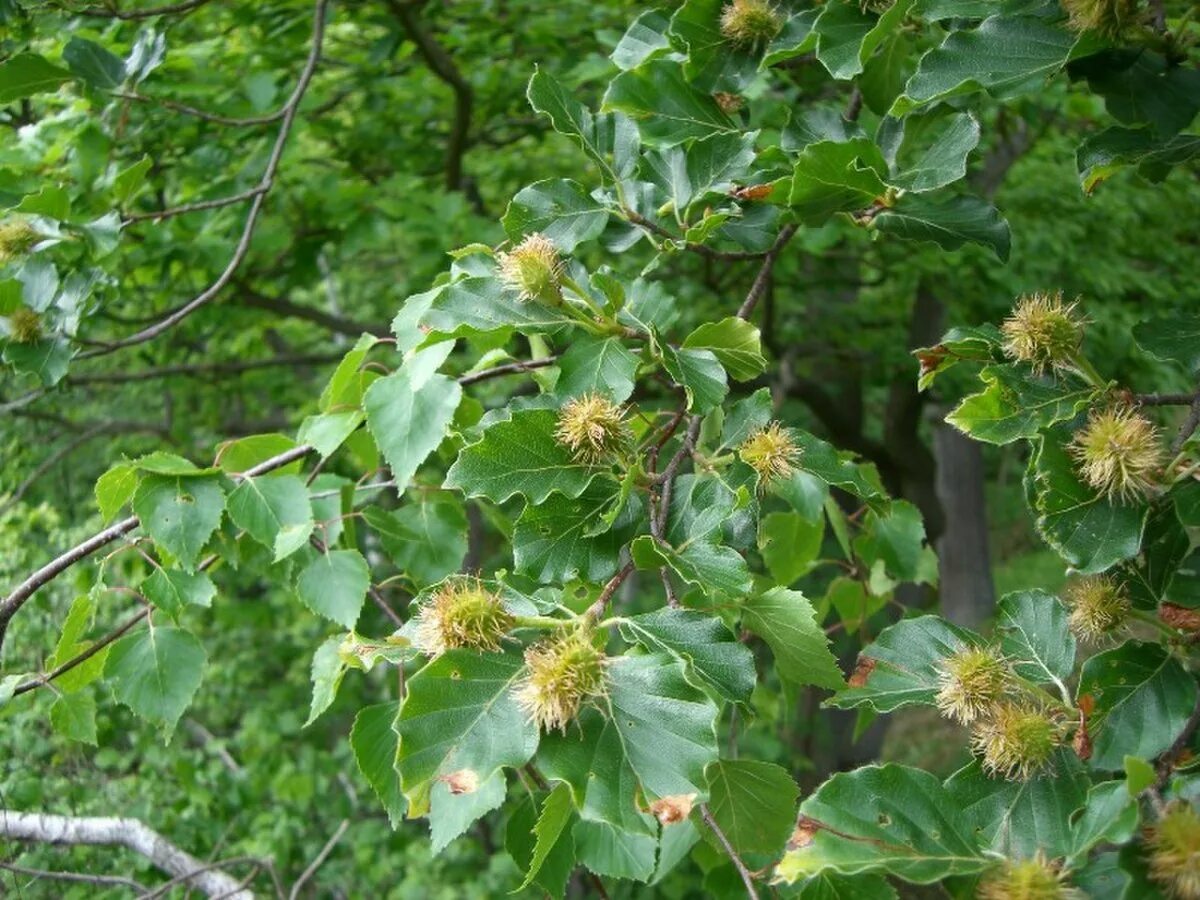 Дерево бук фото и описание. Бук Лесной Fagus sylvatica. Бук Восточный – Fagus orientalis. Буковые орешки чинарики. Орехи букового дерева.