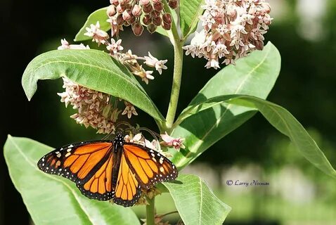 Monarch miligrano