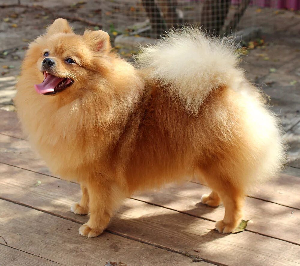 цверг померанский шпиц. померанский шпиц в холке. померанский шпиц в холке. шпиц в полный рост. померанский шпиц в холке.