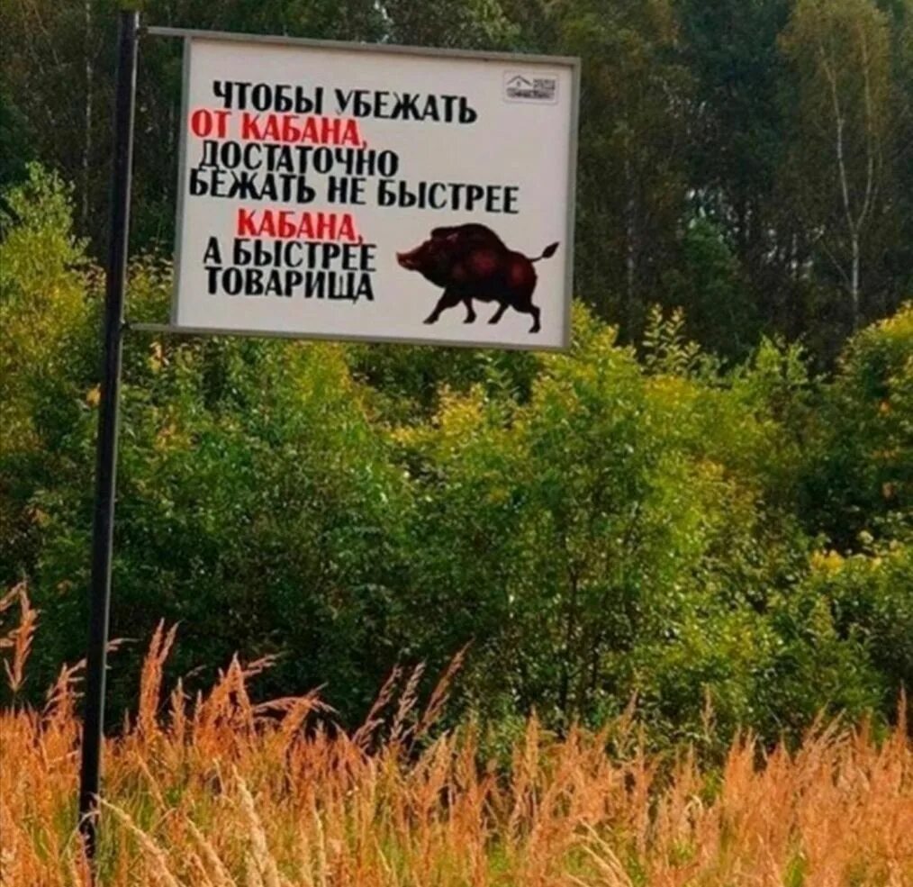 Кабан пробежал так неожиданно что пока я. Кабанчик убегает. как спастись от кабанов.