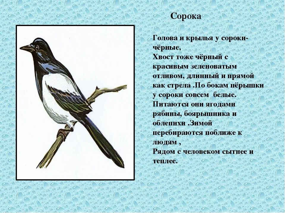 Диалог сороки и елочки. Описание сороки. сорока описание для детей. сорока описание птицы. описать сороку.