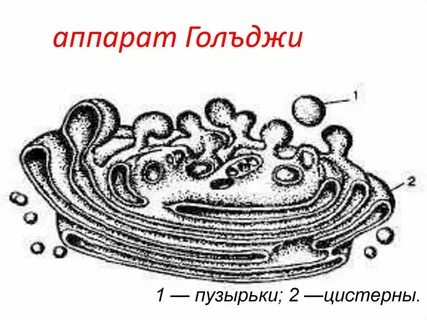 Митохондрии комплекс гольджи