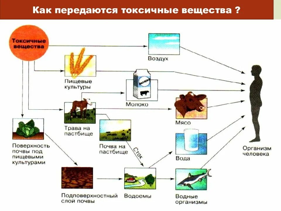 Три пути поступления загрязняющих веществ в организм человека. Занятие по правильному питанию. В каких процессах участвуют жиры. Процессы усвоение веществ в организме. Поступление питательных веществ в органы и ткани тела.