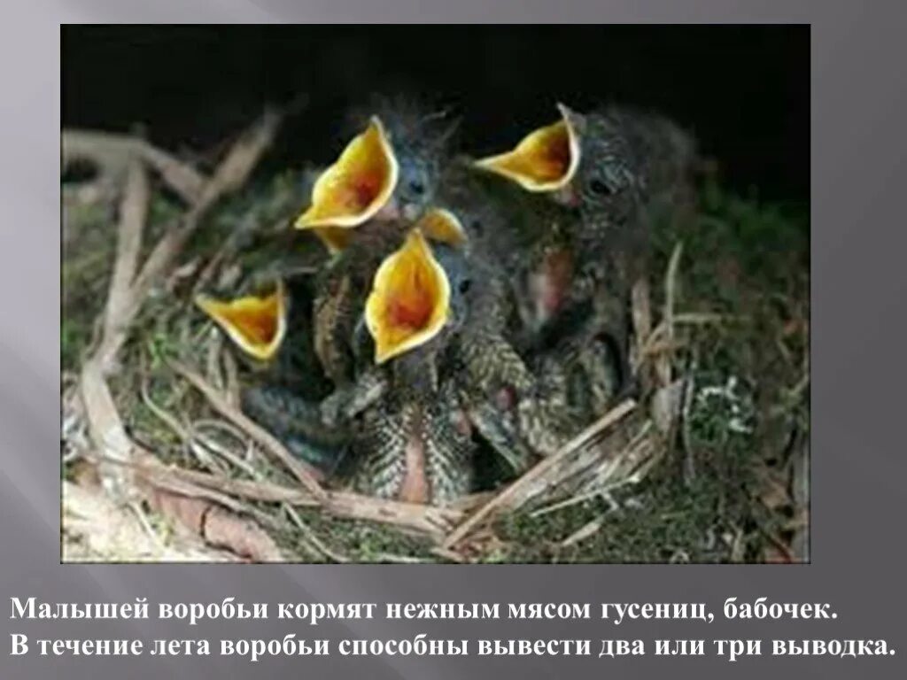 Забота о потомстве у птиц. Птицы которые не заботятся о своих птенцах. Птицы которые заботятся о своем потомстве. Птица которая заботится о своих птенцах.