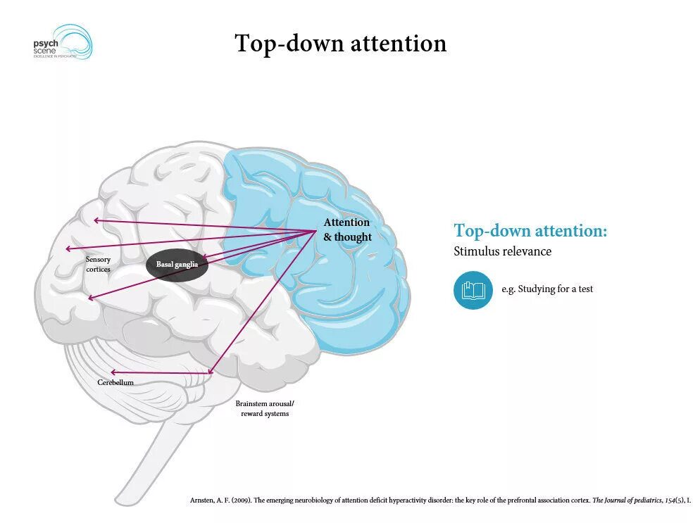 Brain down. Нейробиология зависимости. Когнитивная нейробиология. Нейробиология наркотики. Ласана Харрис нейробиология.